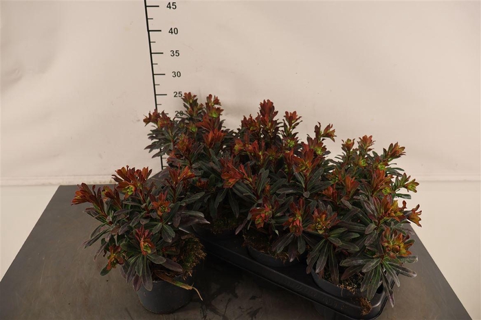 <h4>Euphorbia Purpureum 12 Cm. Pot</h4>