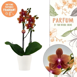 Parfum | Bolgheri in Anna wit pot | Phalaenopsis 2 spike