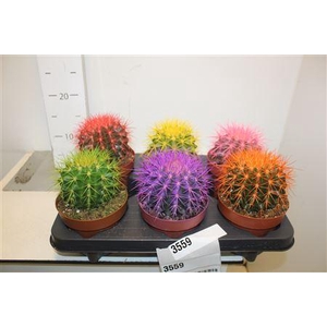 Echinoc Grusonii