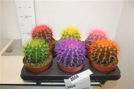 <h4>Echinoc Grusonii</h4>