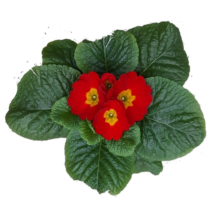 <h4>Primula Ac Op Kleur Rood</h4>