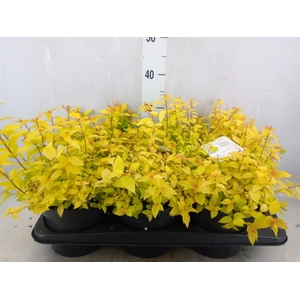 Spiraea japonica 'Goldmound'