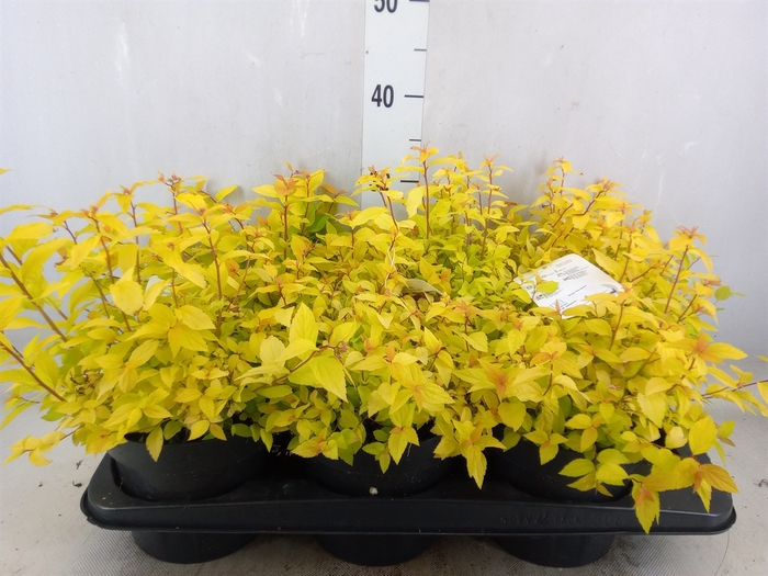 <h4>Spiraea japonica 'Goldmound'</h4>