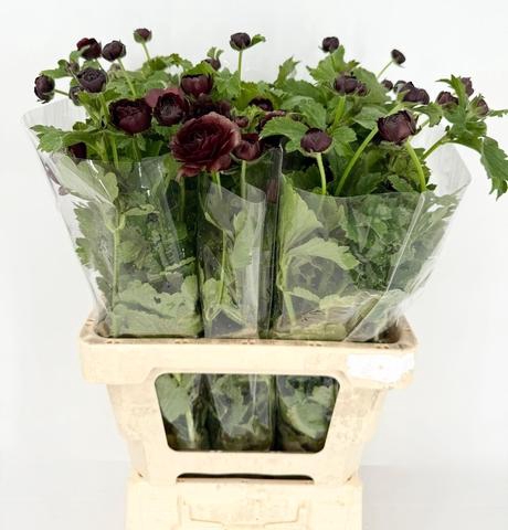 Ranunculus Magical Chocolate