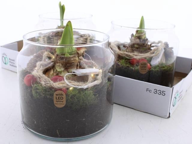 <h4>ARR BOL KNOLGEWAS</h4>