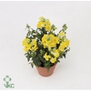 Antirrhinum  'FloriniDiana Yellow'