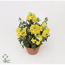 Antirrhinum  'FloriniDiana Yellow'