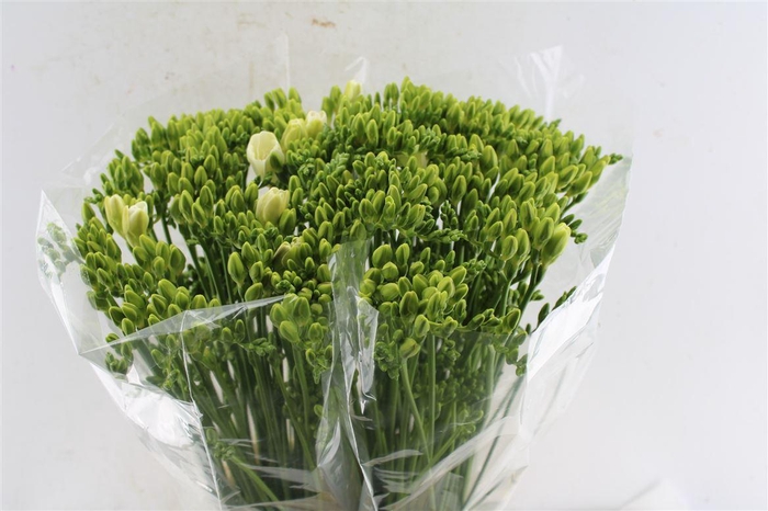 <h4>Fr Du Versailles White</h4>