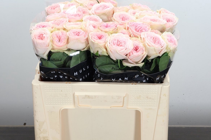 <h4>R Gr Bal Summerhouse</h4>