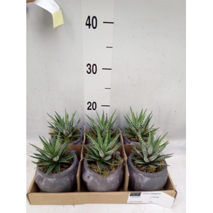 Arr.   Kamerplant Groen L%
