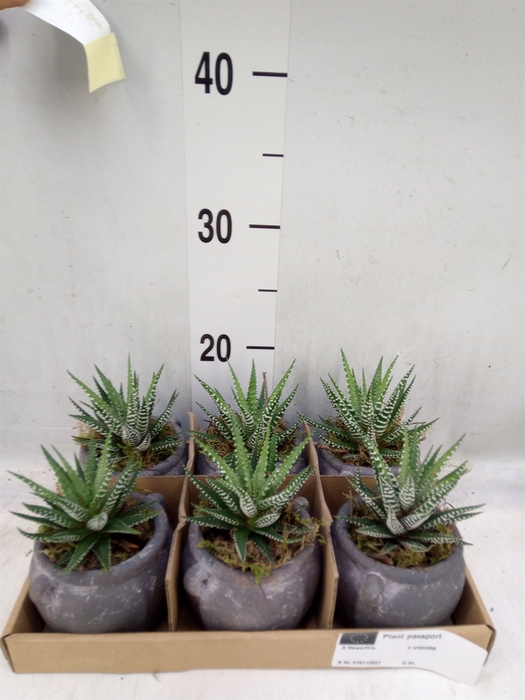 <h4>Arr.   Kamerplant Groen L%</h4>