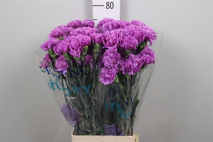 <h4>Di St Moonlite Lila</h4>