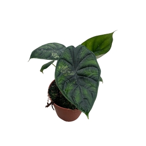 Alocasia Dragon Scale Variegata B - Grade