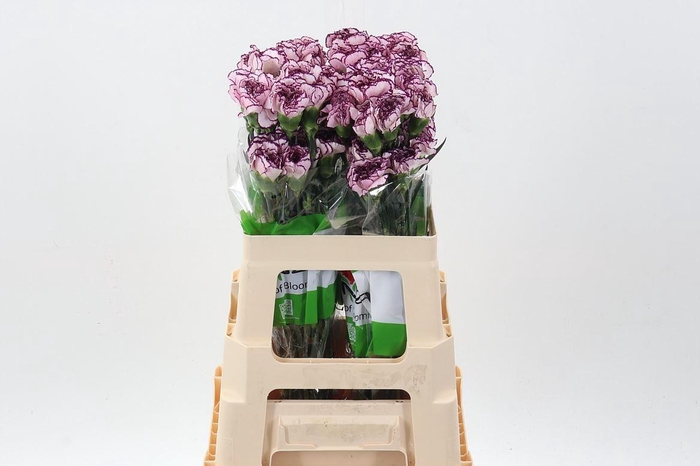 <h4>Dianthus ST 'Damascus'</h4>