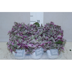 Tradescantia Sweetness White Wash Keramiek