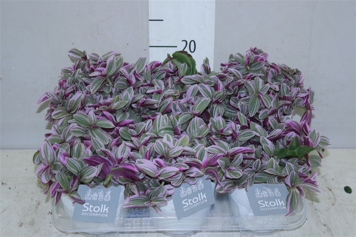 <h4>Tradescantia Sweetness White Wash Keramiek</h4>