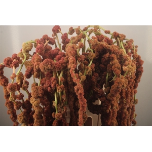 Amaranthus Coral Fountain Xxl