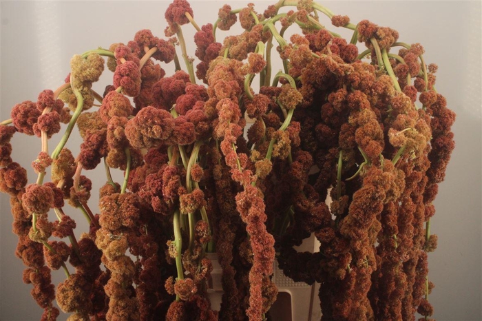 <h4>Amaranthus Coral Fountain Xxl</h4>
