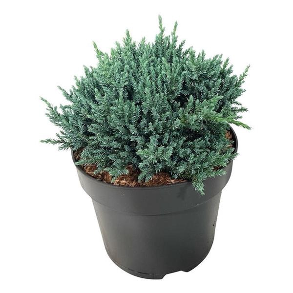 <h4>Juniperus squa. 'Tropical Blue'</h4>