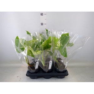 Monstera delic. 'Variegata'