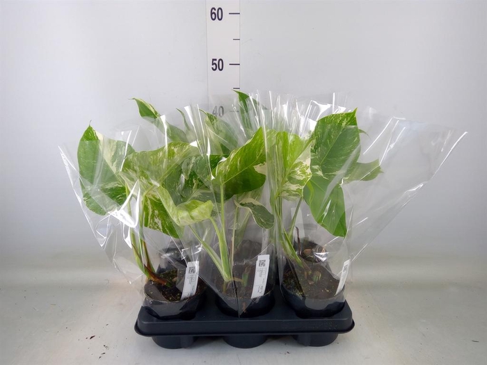 <h4>Monstera delic. 'Variegata'</h4>