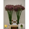 ALLIUM HAIRY FRIEND