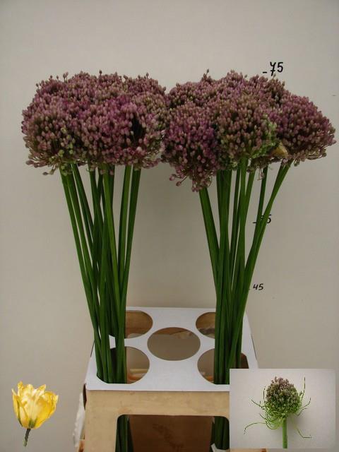 <h4>Allium Hairy Friend</h4>