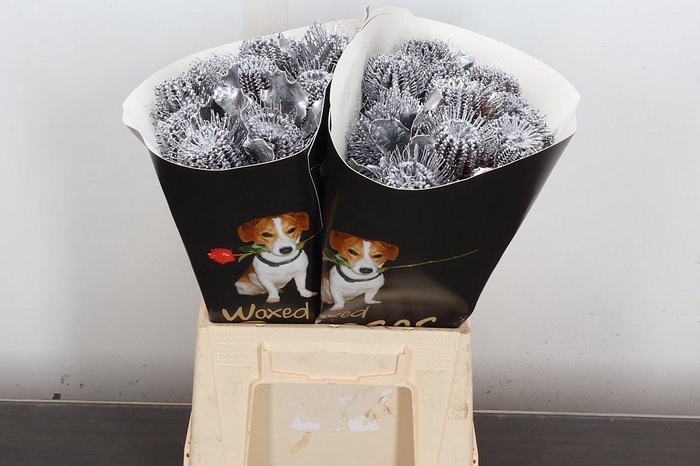 <h4>Banksia Speciosa</h4>