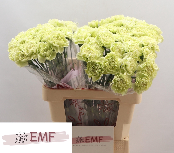 <h4>DI ST LEGE VERDE</h4>