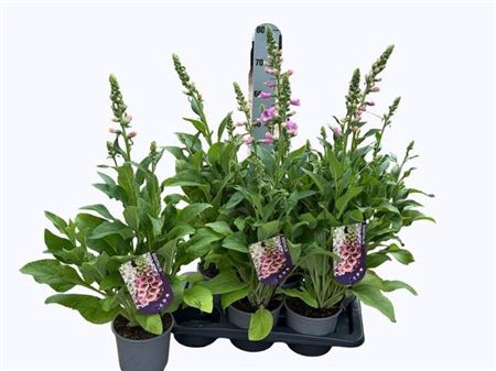 <h4>Digi Purpurea</h4>