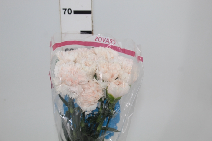<h4>CRAVO BRUT 070 CM</h4>