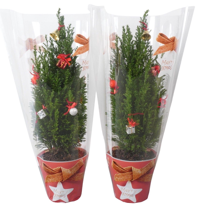 <h4>PTK25203 Ellwoodii met kersthoes en decoratie</h4>