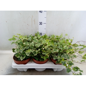 Hedera helix 'White Wonder'