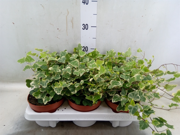 <h4>Hedera helix 'White Wonder'</h4>