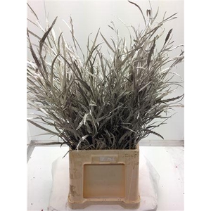 Grevilea Platina