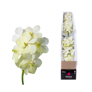 Vanda Tayanee White X5