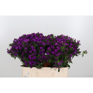 Di Barbatus Aldo Purple Bicolor