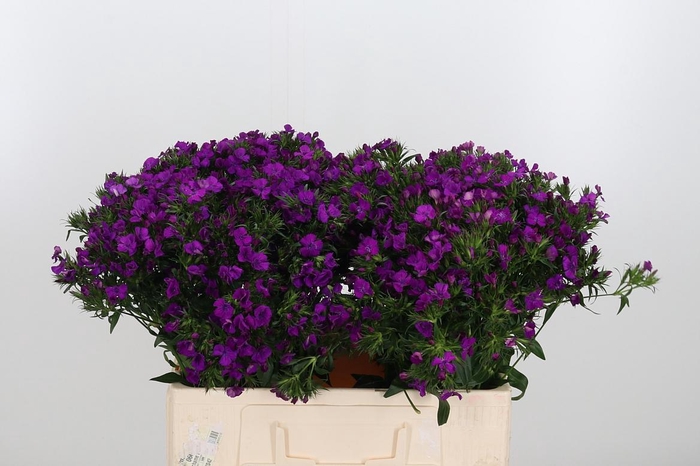 <h4>Di Barbatus Aldo Purple Bicolor</h4>