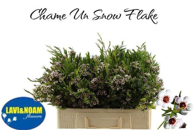 <h4>CHAME UN SNOW FLAKE</h4>