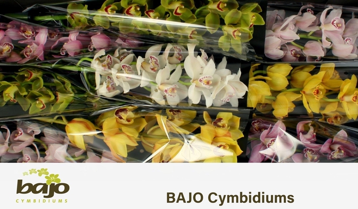 <h4>CYMB T GEM</h4>