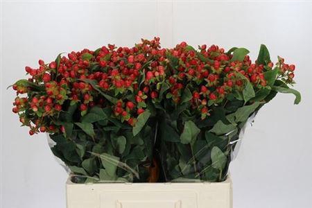 <h4>Hyp Mag Triumph</h4>