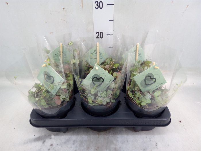 <h4>Ceropegia woodii ssp. woodii</h4>