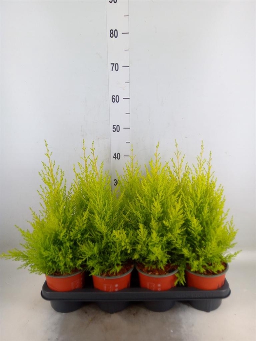 <h4>Cupressus macro. 'Goldcrest Wilma'</h4>