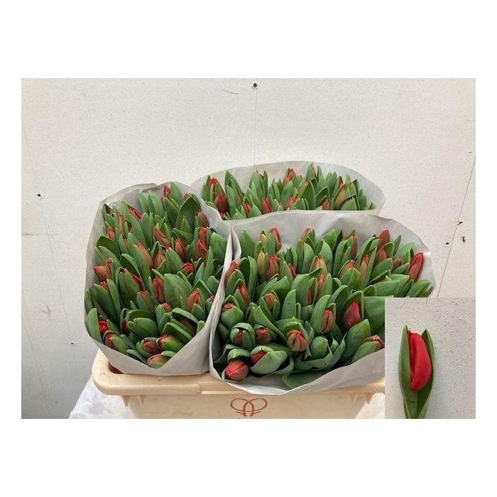 <h4>TU EN ESCAPE</h4>