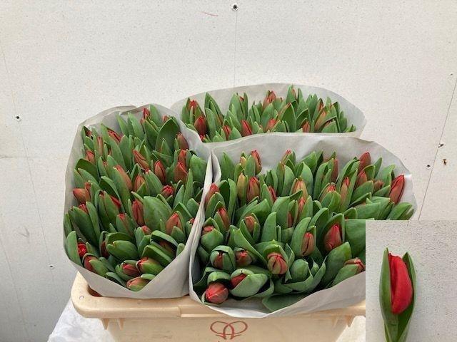 <h4>TU EN ESCAPE</h4>