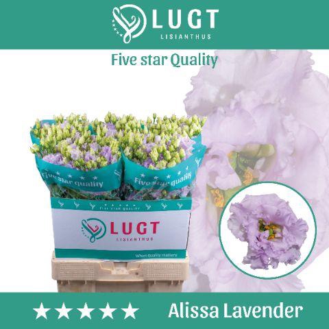 <h4>Lisianthus Alissa Lavender</h4>