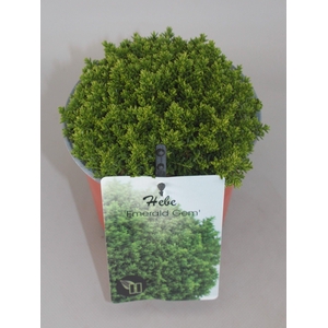 Hebe Emerald Gem C1,5