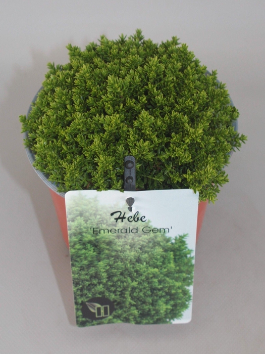 <h4>Hebe Emerald Gem C1,5</h4>