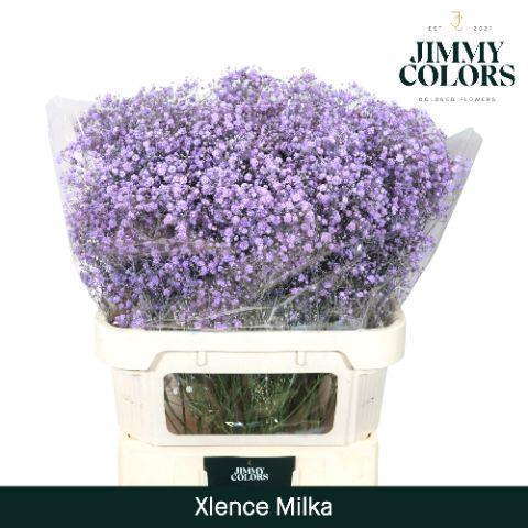 <h4>Gyps Xlence L80 Milka</h4>