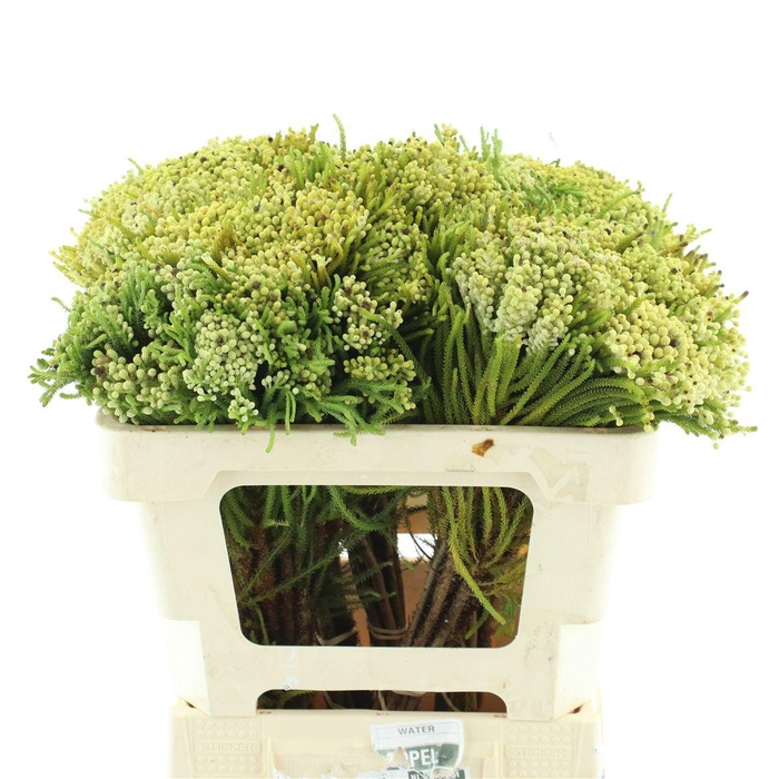 <h4>Kaaps Berzelia Strawberry Green</h4>